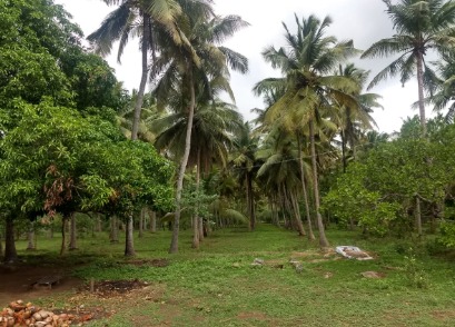 High-value plot for sale in palakkad with exceptional potential